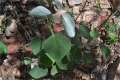 Decaschistia crotonifolia